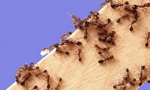 Как вывести муравьев из дома народными средствами Как победить домашних муравьев