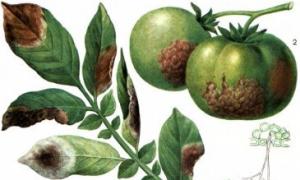 Фитофтора на помидорах: как бороться народными средствами и профилактика